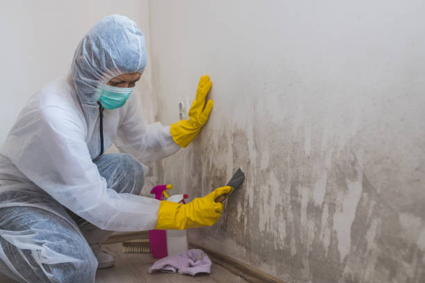 Best Comprehensive Air Testing for Mold Contaminants  in Canton, PA
