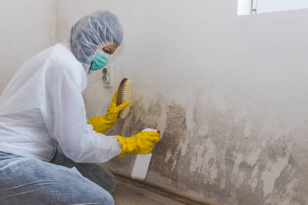 Best Commercial Mold Inspection  in Canton, PA