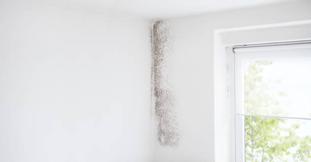 Best Real Estate Mold Inspection  in Canton, PA