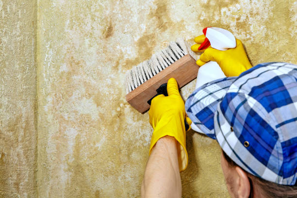 Best Mold Damage Restoration  in Canton, PA