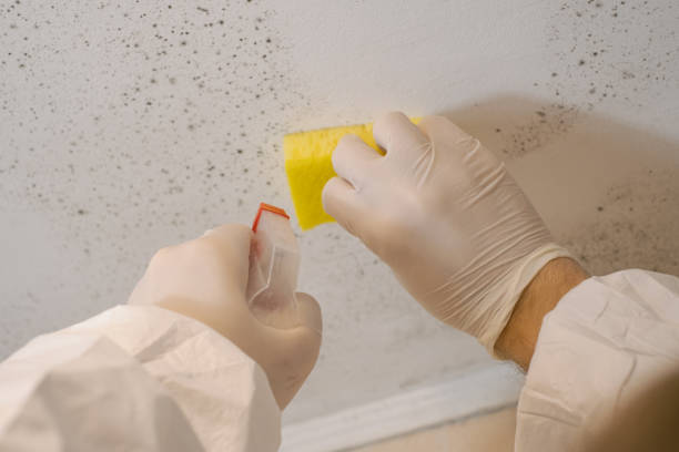 Best Airborne Mold Testing  in Canton, PA