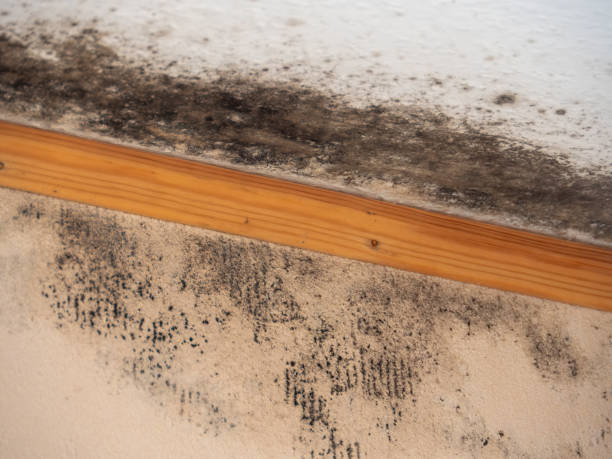 Best Forensic Mold Investigation  in Canton, PA