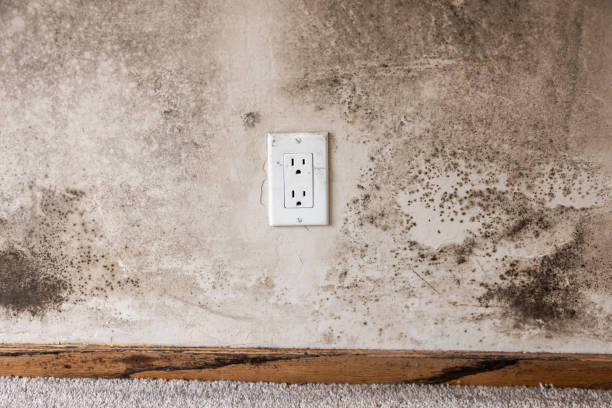Best Industrial Mold Remediation  in Canton, PA