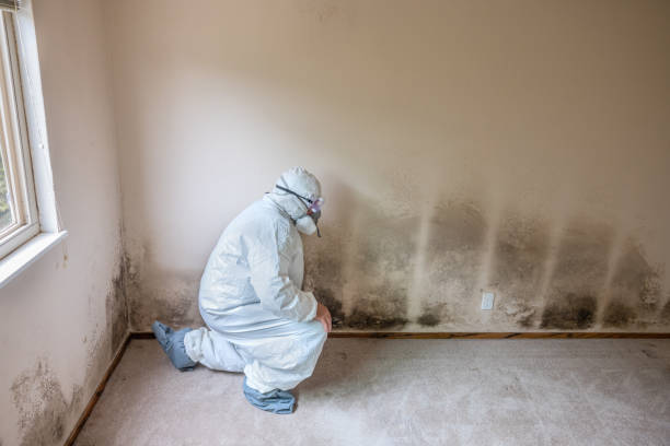 Best Mold Removal for HVAC Installations  in Canton, PA