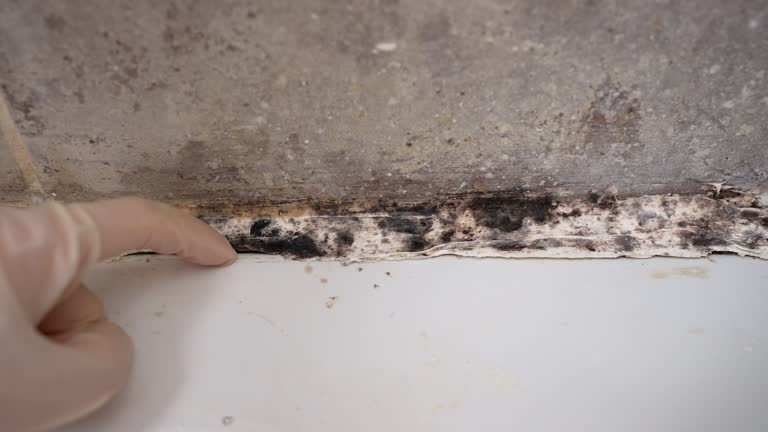 Best Mold Prevention Services  in Canton, PA